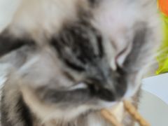 -怪兽屋·羊驼·猫咖·狗咖(俊华广场店)