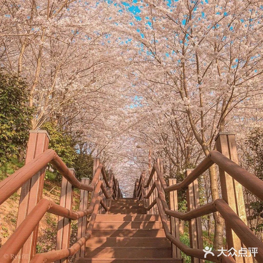 【武汉】——每天不一样🌸（下）