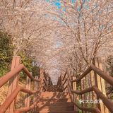 【武汉】——每天不一样🌸（下）