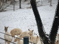 -沈阳森林动物园