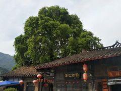 -后柳水乡