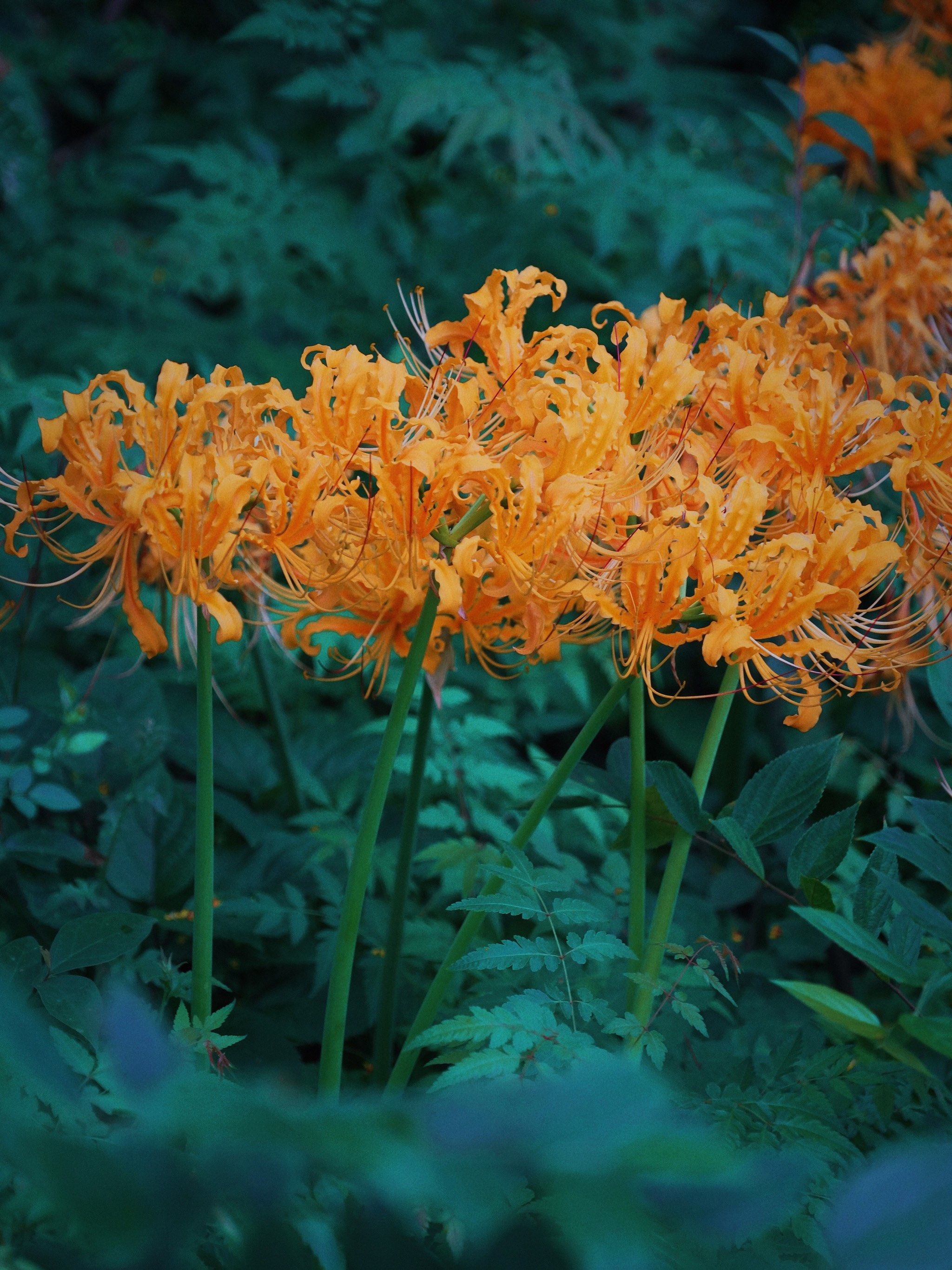 成都升仙湖,惊现绝美黄色彼岸花,花期还有两天,错过再等一年哦