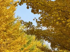 -长白岛森林公园