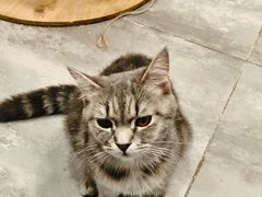 -楼上猫咖(罗湖店)