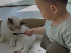 -飞行喵MR PILOT|猫舍·猫咖(静安大融城店)
