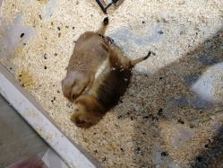 -Moni星球萌宠·小马宝莉·灵蛇·高端高阶全萌宠互动体验俱乐部(红豆国际广场店)