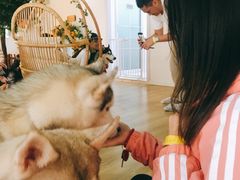 养乐多-Husky Go! 哈士奇体验馆·宠物咖啡厅狗咖