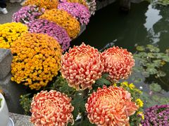 -杭州植物园