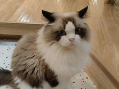 -滚猫咖啡·猫咖·猫友好撸猫(未来城店)