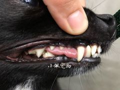 -PETKIT小佩宠物(古北店)