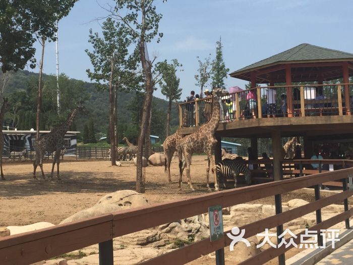 大連森林動物園圖片 - 第4張