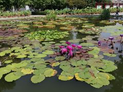 -莲花池公园