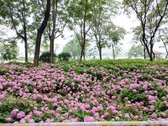 -金银湖国家城市湿地公园