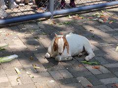 -长白岛森林公园