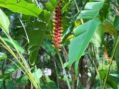 -中国科学院西双版纳热带植物园