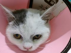 -暖阳宠物医院·犬猫康复中心·骨科