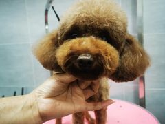 -宠福鑫康馨动物医院·骨科·眼科