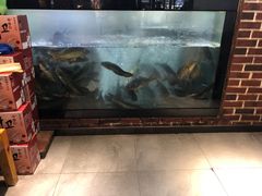 -肥鱼屯活鱼锅(惠工街店)