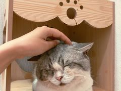 -猫色咖啡·猫咖