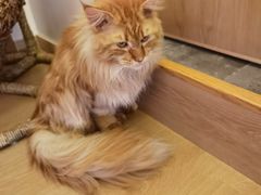 -猫腻·猫咖·撸猫馆(星光大道店)