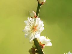 -香雪海