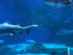 -海合安成都极地海洋公园
