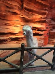 -酷嗒动物文化乐园(cutezoo西溪乐天城店)