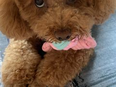 -伟伟宠物医院·CT影像中心·瑞派犬猫综合性门诊(汉口总院)