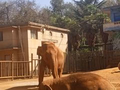 -昆明动物园