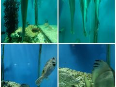 -大连老虎滩海洋公园