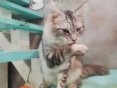 -十年猫舍·猫咪专门店(普陀店)