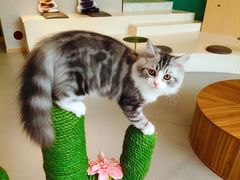 -飞行喵MR PILOT|猫舍·猫咖(静安大融城店)