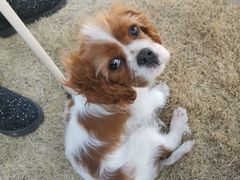 -天宠宠物医院24小时·急重症诊疗中心·全科·腔镜特色(和平分院)