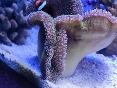-上海海洋水族馆
