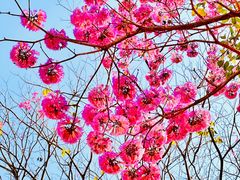 -天适樱花悠乐园