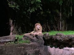 -夜间野生动物园
