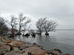 -宝安西湾红树林湿地公园