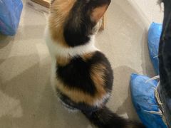 -藏猫猫咖啡主题馆(中央大道店)