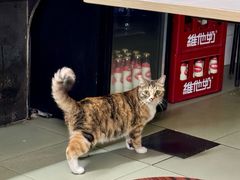 大堂-玲玲饮食店