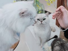 -共舞时光猫咖·狗咖(新街口店)