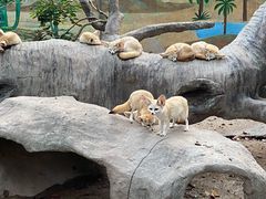 -上海野生动物园