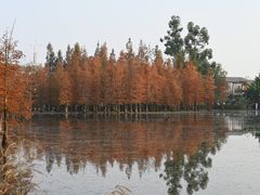 -白鹭湾湿地公园