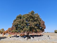 -五角枫生态旅游景区