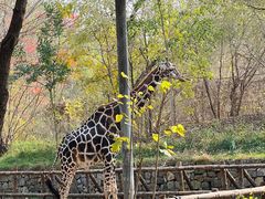 -北京野生动物园