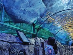 -悉尼海洋生物水族馆