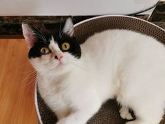 -爱诺耐芙动物医院(万博店)