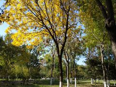 -大兴滨河森林公园