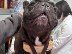 -西安京西宠物医院·瘫痪·疑难杂症