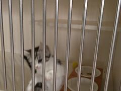 -东方名猫馆·英短金渐层布偶猫舍(环线广场1号楼店)