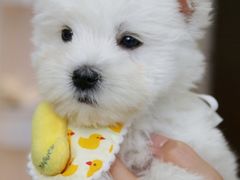 -翊宠yipet猫狗购宠庄园